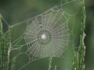 spider-web-wallpaper-8